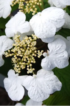 Summer Snowflake Viburnum - 3 Gallon Pot -Garden & Outdoors Viburnum Summer Snowflake 30