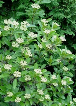 Winterthur Viburnum - 1 Gallon Pot -Garden & Outdoors Viburnum Winterthur 7