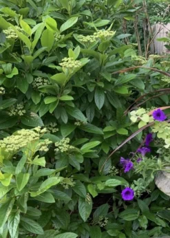 Winterthur Viburnum - 1 Gallon Pot -Garden & Outdoors Viburnum Winterthur 9