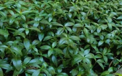 Evergreen Periwinkle - Vinca Minor - 6 Pack Of Pint Pots -Garden & Outdoors Vinca Minor 11