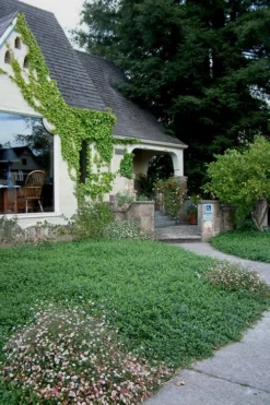 Evergreen Periwinkle - Vinca Minor - 6 Pack Of Pint Pots -Garden & Outdoors Vinca Minor 14