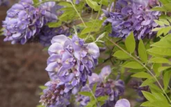 Amethyst Falls Wisteria Vine - 3 Gallon Pot 12 Amethyst Falls Wisteria Vine - 3 Gallon Pot -Garden & Outdoors Wisteria Amethyst Falls 50 1