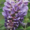 Amethyst Falls Wisteria Vine - 1 Gallon Pot