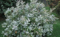 Woodlanders Blue Dusty Zenobia (Honeycup) - 3 Gallon Pot 15 Woodlanders Blue Dusty Zenobia (Honeycup) - 3 Gallon Pot -Garden & Outdoors Zenobia Woodlanders Blue 20