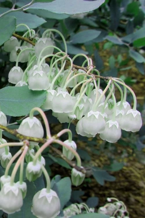 Woodlanders Blue Dusty Zenobia (Honeycup) - 3 Gallon Pot 7 Woodlanders Blue Dusty Zenobia (Honeycup) - 3 Gallon Pot - Image 7