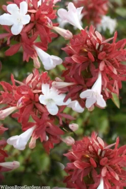 Little Richard Dwarf Abelia - 3 Gallon Pot -Garden & Outdoors abelia grandiflora little richard 6