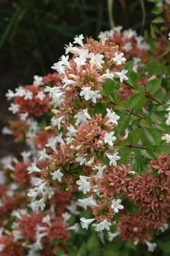 Little Richard Dwarf Abelia - 3 Gallon Pot -Garden & Outdoors abelia grandiflora little richard 8