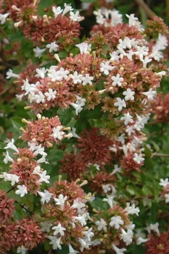 Little Richard Dwarf Abelia - 3 Gallon Pot -Garden & Outdoors abelia grandiflora little richard 9