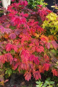 Dancing Peacock Japanese Maple (Acer Japonicum 'Aconitifolium') - 3 Gallon Pot (2-3')