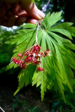 Dancing Peacock Japanese Maple (Acer Japonicum 'Aconitifolium') - 3 Gallon Pot (2-3') -Garden & Outdoors acer japonicum aconitifolium dancing peacock japanese maple 6