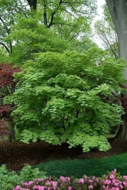 Dancing Peacock Japanese Maple (Acer Japonicum 'Aconitifolium') - 3 Gallon Pot (2-3') -Garden & Outdoors acer japonicum aconitifolium dancing peacock japanese maple 9