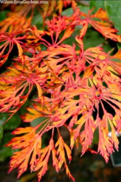 Fairy Lights Full Moon Japanese Maple - 3 Gallon Pot 9 Fairy Lights Full Moon Japanese Maple - 3 Gallon Pot -Garden & Outdoors acer japonicum fairy lights full moon maple 3