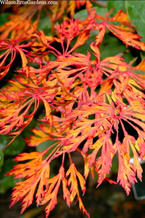 Fairy Lights Full Moon Japanese Maple - 3 Gallon Pot 5 Fairy Lights Full Moon Japanese Maple - 3 Gallon Pot - Image 5