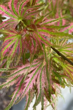 Abigail Rose Japanese Maple - 3 Gallon Pot -Garden & Outdoors acer palmatum abigail rose japanese maple 3