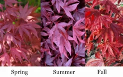 Adrian's Compact Japanese Maple - 5 Gallon Pot -Garden & Outdoors acer palmatum adrians compact japanese maple 12