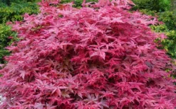 'Beni Maiko' Red Dancing Girl Japanese Maple - 1 Gallon Pot 9 'Beni Maiko' Red Dancing Girl Japanese Maple - 1 Gallon Pot -Garden & Outdoors acer palmatum beni maiko japanese maple 2