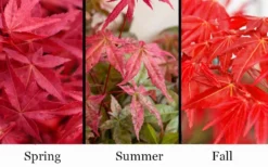 'Beni Maiko' Red Dancing Girl Japanese Maple - 1 Gallon Pot 8 'Beni Maiko' Red Dancing Girl Japanese Maple - 1 Gallon Pot -Garden & Outdoors acer palmatum beni maiko japanese maple 5