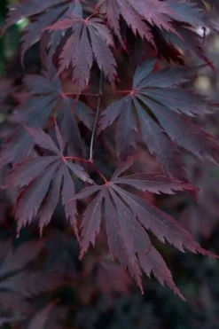 Black Lace Japanese Maple - 6 Gallon Pot -Garden & Outdoors acer palmatum black lace japanese maple 1