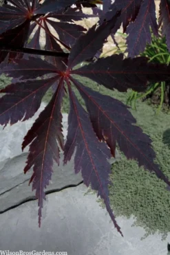 Black Lace Japanese Maple - 6 Gallon Pot -Garden & Outdoors acer palmatum black lace japanese maple 3