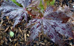 Black Lace Japanese Maple - 6 Gallon Pot -Garden & Outdoors acer palmatum black lace japanese maple 4