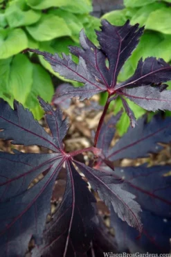 Black Lace Japanese Maple - 6 Gallon Pot -Garden & Outdoors acer palmatum black lace japanese maple 5