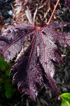 Black Lace Japanese Maple - 6 Gallon Pot -Garden & Outdoors acer palmatum black lace japanese maple 7