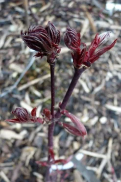 Black Lace Japanese Maple - 6 Gallon Pot -Garden & Outdoors acer palmatum black lace japanese maple 8