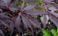 Black Lace Japanese Maple - 6 Gallon Pot -Garden & Outdoors acer palmatum black lace japanese maple 9