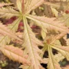 Blonde Beauty Japanese Maple - 3 Gallon Pot