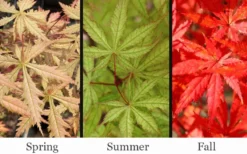 Blonde Beauty Japanese Maple - 3 Gallon Pot -Garden & Outdoors acer palmatum blonde beauty japanese maple 2