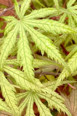 Blonde Beauty Japanese Maple - 3 Gallon Pot -Garden & Outdoors acer palmatum blonde beauty japanese maple 3