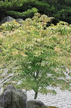 Blonde Beauty Japanese Maple - 3 Gallon Pot -Garden & Outdoors acer palmatum blonde beauty japanese maple 5