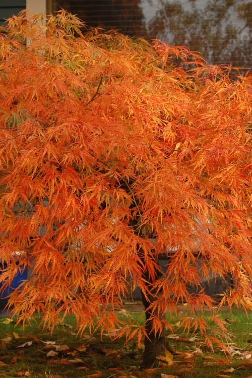 Garden & Outdoors -Garden & Outdoors acer palmatum dissectum ottos japanese maple 3