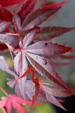 Dragon Tears Japanese Maple - 3 Gallon Pot -Garden & Outdoors acer palmatum dragon tears japanese maple 1