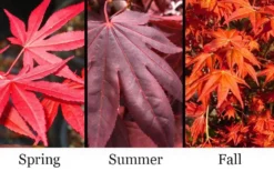 Dragon Tears Japanese Maple - 3 Gallon Pot -Garden & Outdoors acer palmatum dragon tears japanese maple 6