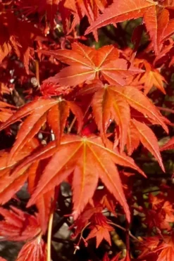 Dragon Tears Japanese Maple - 3 Gallon Pot -Garden & Outdoors acer palmatum dragon tears japanese maple 7