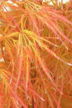 Edgewood's Golden Japanese Maple - 3 Gallon Pot -Garden & Outdoors acer palmatum edgewoods golden 1