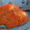Edgewood's Golden Japanese Maple - 3 Gallon Pot