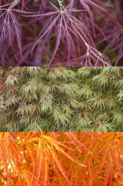 Edgewood's Golden Japanese Maple - 3 Gallon Pot -Garden & Outdoors acer palmatum edgewoods golden 4