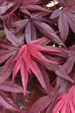 Emperor 1 Japanese Maple - 2 Gallon Pot -Garden & Outdoors acer palmatum emperor 1 japanese maple 20