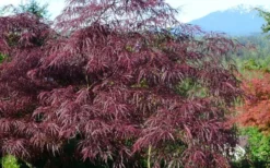 English Lace Japanese Maple - 6 Gallon Pot*B5 -Garden & Outdoors acer palmatum english lace japanese maple 1