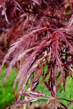 English Lace Japanese Maple - 6 Gallon Pot*B5 -Garden & Outdoors acer palmatum english lace japanese maple 2