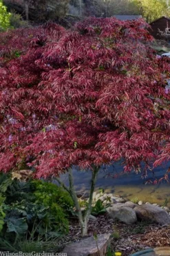 English Lace Japanese Maple - 6 Gallon Pot*B5 -Garden & Outdoors acer palmatum english lace japanese maple 3