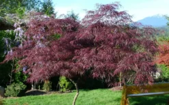 English Lace Japanese Maple - 6 Gallon Pot*B5 -Garden & Outdoors acer palmatum english lace japanese maple 5