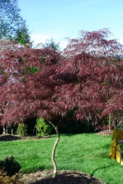 English Lace Japanese Maple - 6 Gallon Pot*B5 -Garden & Outdoors acer palmatum english lace japanese maple 6