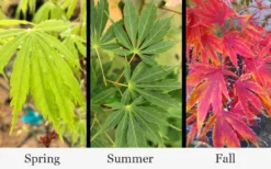 Fascination Japanese Maple - 3 Gallon Pot -Garden & Outdoors acer palmatum fascination japanese maple foliage colors 15