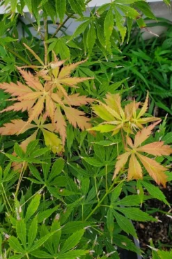 Fascination Japanese Maple - 3 Gallon Pot -Garden & Outdoors acer palmatum fascination japanese maple summer color 1