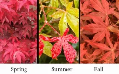 Gable's Glory Chameleon Japanese Maple - 3 Gallon Pot -Garden & Outdoors acer palmatum gables glory japanese maple 1