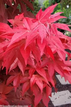 Gable's Glory Chameleon Japanese Maple - 3 Gallon Pot -Garden & Outdoors acer palmatum gables glory japanese maple 2