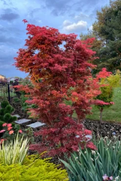 Gable's Glory Chameleon Japanese Maple - 3 Gallon Pot -Garden & Outdoors acer palmatum gables glory japanese maple 6